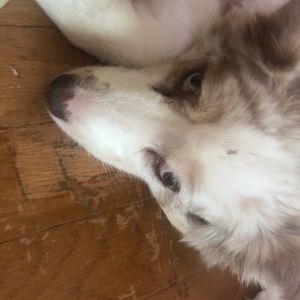 Meet your Posher, Dan